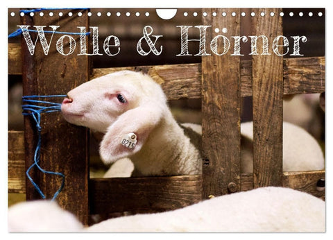 Wolle & Hörner (Wandkalender 2027 DIN A4 quer), CALVENDO Monatskalender