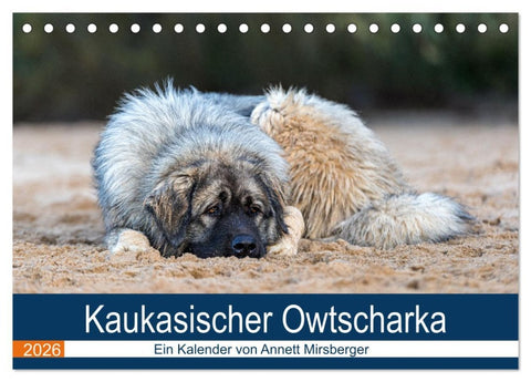 Kaukasischer Owtscharka (Tischkalender 2026 DIN A5 quer), CALVENDO Monatskalender