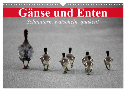 Gänse und Enten. Schnattern, watscheln, quaken! (Wandkalender 2026 DIN A3 quer), CALVENDO Monatskalender
