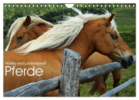 Pferde - Hobby und Leidenschaft (Wandkalender 2026 DIN A4 quer), CALVENDO Monatskalender