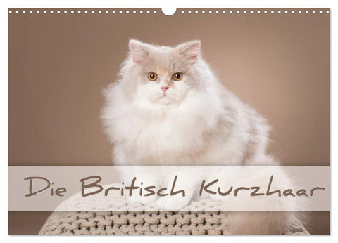 Die Britisch Kurzhaar (Wandkalender 2027 DIN A3 quer), CALVENDO Monatskalender