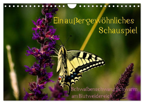 Ein außergewöhnliches Schauspiel (Wandkalender 2027 DIN A4 quer), CALVENDO Monatskalender