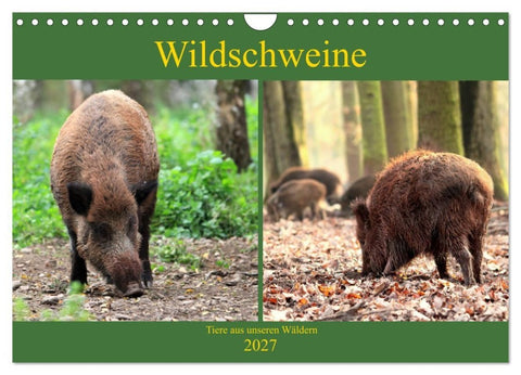 Wildschweine - Tiere aus unseren Wäldern (Wandkalender 2027 DIN A4 quer), CALVENDO Monatskalender