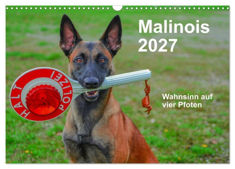 Malinois - Wahnsinn auf vier Pfoten (Wandkalender 2027 DIN A3 quer), CALVENDO Monatskalender