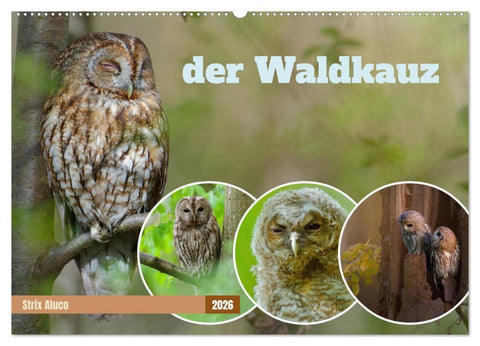 der Waldkauz - Strix Aluco (Wandkalender 2026 DIN A2 quer), CALVENDO Monatskalender