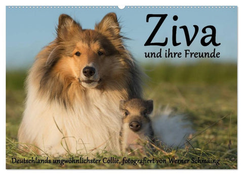 Ziva und ihre Freunde (Wandkalender 2026 DIN A2 quer), CALVENDO Monatskalender