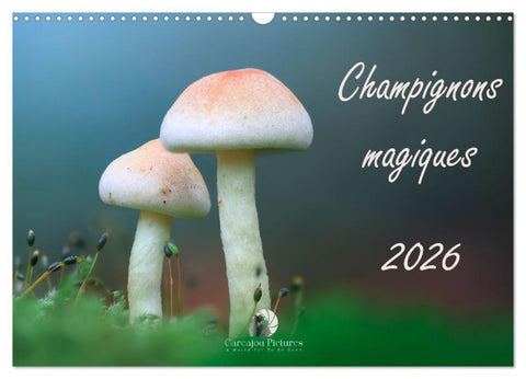 Champignons magiques (Calendrier mural 2027 DIN A3 vertical), CALVENDO calendrier mensuel