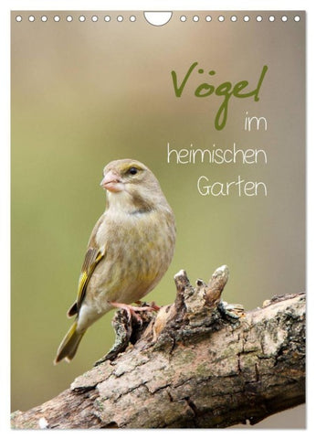 Vögel im heimischen Garten (Wandkalender 2027 DIN A4 hoch), CALVENDO Monatskalender