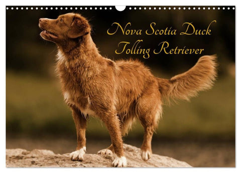 Nova Scotia Duck Tolling Retriever (Wandkalender 2027 DIN A3 quer), CALVENDO Monatskalender