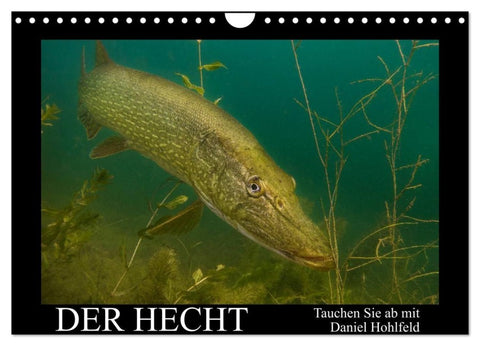 Der Hecht - Tauchen Sie ab mit Daniel Hohlfeld (Wandkalender 2027 DIN A4 quer), CALVENDO Monatskalender