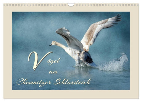 Vögel am Chemnitzer Schlossteich (Wandkalender 2026 DIN A3 quer), CALVENDO Monatskalender