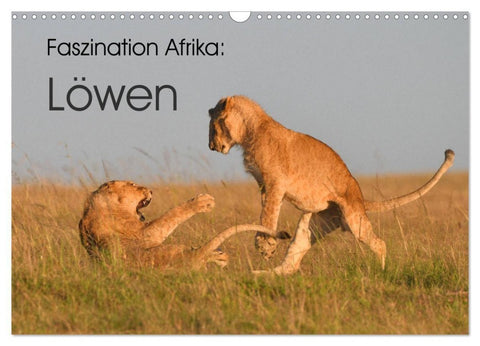 Faszination Afrika: Löwen (Wandkalender 2027 DIN A3 quer), CALVENDO Monatskalender
