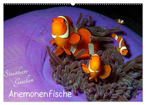 Anemonenfische - Streitbare Gesellen (Wandkalender 2027 DIN A2 quer), CALVENDO Monatskalender