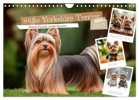 Süße Yorkshire Terrier - Kleine Hunde, große Herzen (Wandkalender 2027 DIN A4 quer), CALVENDO Monatskalender