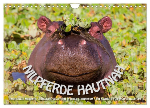 Emotionale Momente: Nilpferde hautnah (Wandkalender 2026 DIN A4 quer), CALVENDO Monatskalender