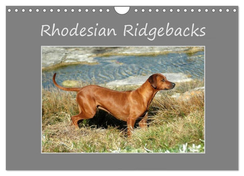 Rhodesian Ridgebacks (Wall Calendar 2027 DIN A4 landscape), CALVENDO 12 Month Wall Calendar