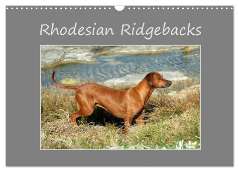 Rhodesian Ridgebacks (Wall Calendar 2026 DIN A3 landscape), CALVENDO 12 Month Wall Calendar