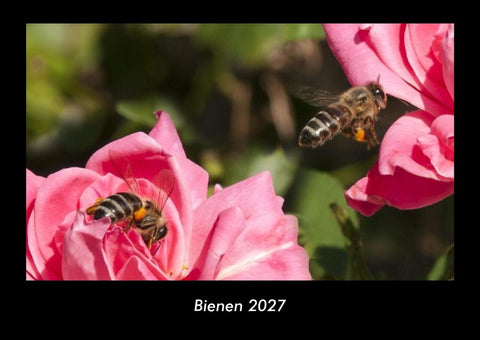 Bienen 2027 Fotokalender DIN A3