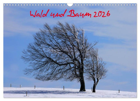 Wald und Baum 2026 (Wandkalender 2026 DIN A3 quer), CALVENDO Monatskalender