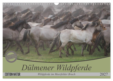 Dülmener Wildpferde - Wildpferde im Meerfelder Bruch (Wandkalender 2027 DIN A3 quer), CALVENDO Monatskalender