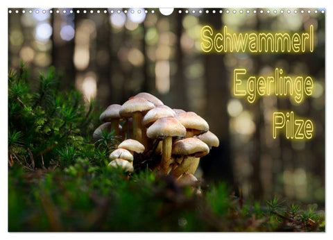 Schwammerl Egerlinge Pilze (Wandkalender 2027 DIN A3 quer), CALVENDO Monatskalender