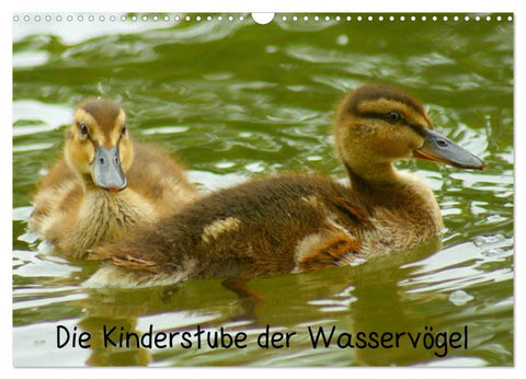 Die Kinderstube der Wasservögel (Wandkalender 2026 DIN A3 quer), CALVENDO Monatskalender