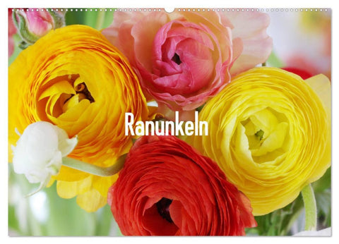 Ranunkeln (Wandkalender 2026 DIN A2 quer), CALVENDO Monatskalender