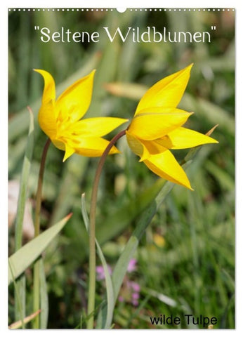"Seltene Wildblumen" (Wandkalender 2027 DIN A2 hoch), CALVENDO Monatskalender