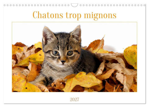 Chatons trop mignons (Calendrier mural 2027 DIN A3 vertical), CALVENDO calendrier mensuel