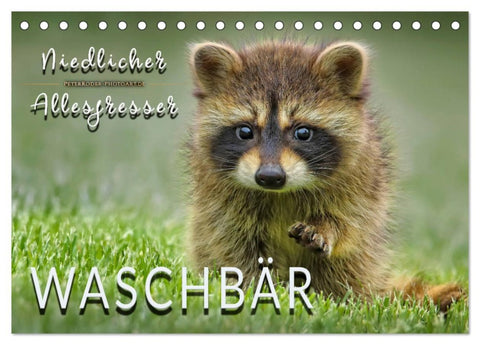 Waschbär - Niedlicher Allesfresser (Tischkalender 2026 DIN A5 quer), CALVENDO Monatskalender