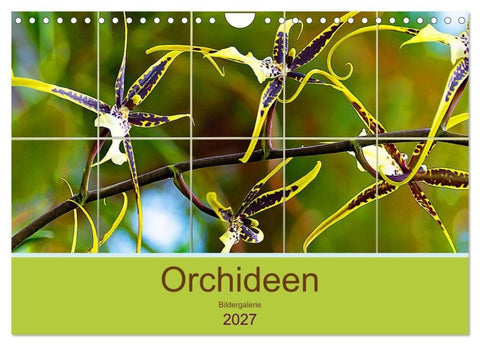 Orchideen Bildergalerie (Wandkalender 2027 DIN A4 quer), CALVENDO Monatskalender