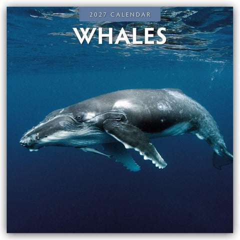 Whales – Wale 2027 – 16-Monatskalender