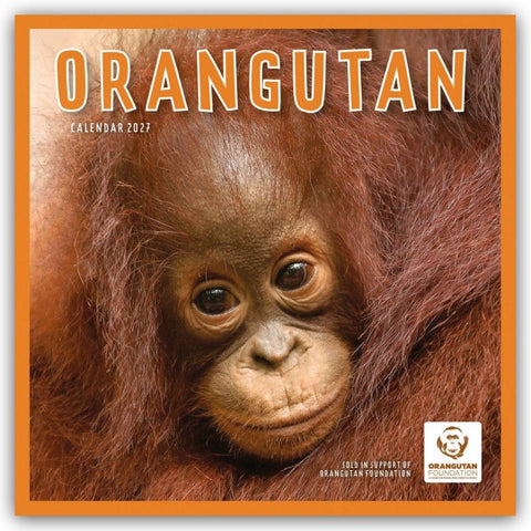 Orangutan – Orang-Utan 2027 – Wand-Kalender