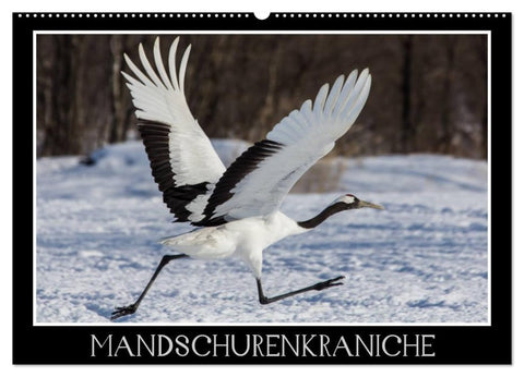 Mandschurenkraniche (Wandkalender 2027 DIN A2 quer), CALVENDO Monatskalender
