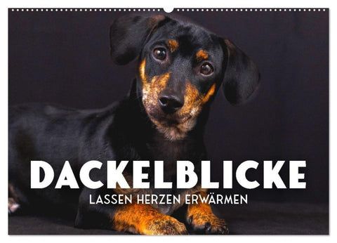 Dackelblicke - Lassen Herzen erwärmen. (Wandkalender 2027 DIN A2 quer), CALVENDO Monatskalender