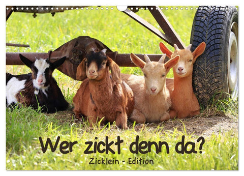 Wer zickt denn da? - Zicklein-Edition (Wandkalender 2027 DIN A3 quer), CALVENDO Monatskalender