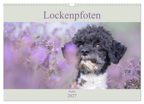 Lockenpfoten 2027 (Wandkalender 2027 DIN A3 quer), CALVENDO Monatskalender