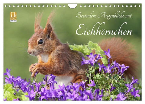 Besondere Augenblicke mit Eichhörnchen (Wandkalender 2026 DIN A4 quer), CALVENDO Monatskalender