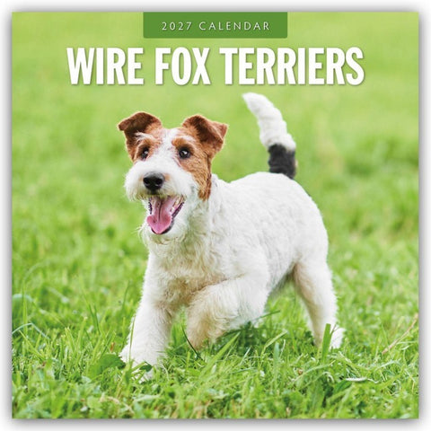 Wire Fox Terriers – Drahthaar Foxterrier 2027 – 16-Monatskalender