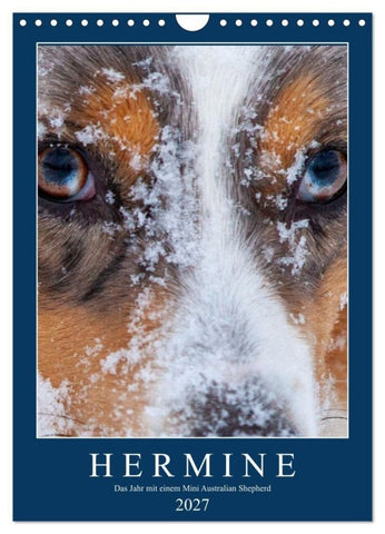 Hermine - Ein Jahr mit einem Mini Australian Shepherd (Wandkalender 2027 DIN A4 hoch), CALVENDO Monatskalender