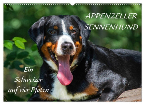 Appenzeller Sennenhund - Ein Schweizer auf 4 Pfoten (Wandkalender 2027 DIN A2 quer), CALVENDO Monatskalender