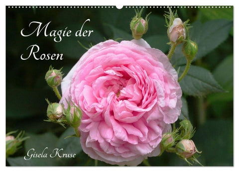 Magie der Rosen (Wandkalender 2027 DIN A2 quer), CALVENDO Monatskalender