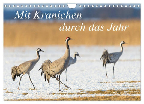 Mit Kranichen durch das Jahr (Wandkalender 2026 DIN A4 quer), CALVENDO Monatskalender