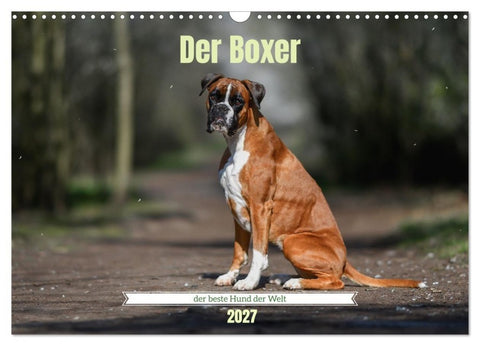 Der Boxer, der beste Hund der Welt (Wandkalender 2027 DIN A3 quer), CALVENDO Monatskalender