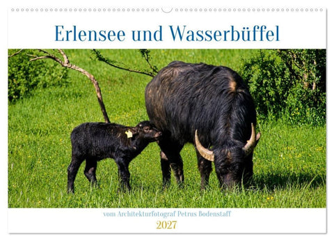 Erlensee und Wasserbüffel (Wandkalender 2027 DIN A2 quer), CALVENDO Monatskalender