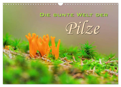 Die bunte Welt der Pilze (Wandkalender 2026 DIN A3 quer), CALVENDO Monatskalender