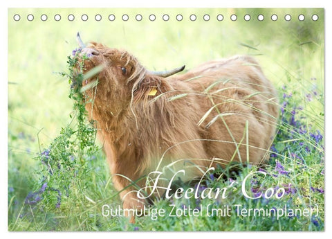 Heelan' Coo - Gutmütige Zottel (mit Terminplaner) (Tischkalender 2027 DIN A5 quer), CALVENDO Monatskalender