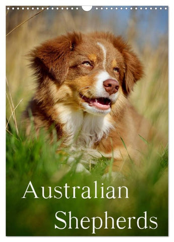 Australian Shepherds (Wandkalender 2026 DIN A3 hoch), CALVENDO Monatskalender