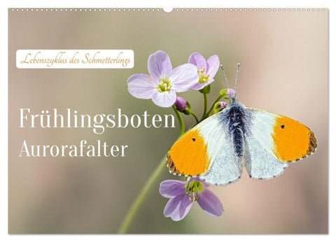 Frühlingsboten Aurorafalter (Wandkalender 2027 DIN A2 quer), CALVENDO Monatskalender