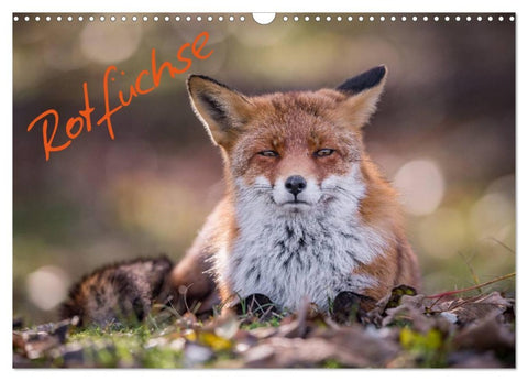 Rotfüchse (Wandkalender 2026 DIN A3 quer), CALVENDO Monatskalender